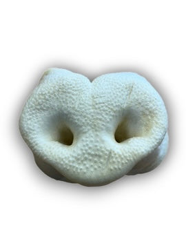 Puffed Pig Snout